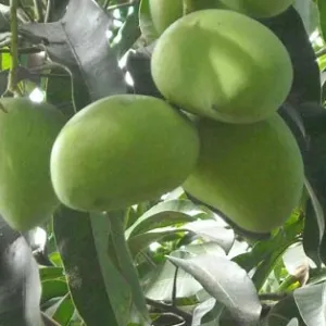 firangee ludva mango